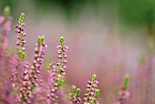 CALLUNA VULGARIS SCAYNES HILL