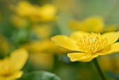 CALTHA PALUSTRIS