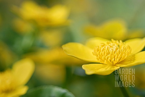 CALTHA_PALUSTRIS