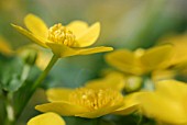 CALTHA PALUSTRIS