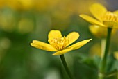 CALTHA PALUSTRIS