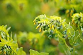 CERINTHE MINOR