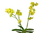 PHALAENOPSIS ANTHURA GOLD