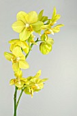 PHALAENOPSIS ANTHURA GOLD