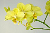 PHALAENOPSIS ANTHURA GOLD