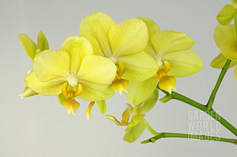 PHALAENOPSIS_ANTHURA_GOLD