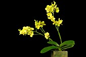 PHALAENOPSIS ANTHURA GOLD