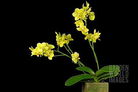 PHALAENOPSIS_ANTHURA_GOLD