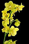 PHALAENOPSIS ANTHURA GOLD