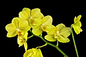 PHALAENOPSIS ANTHURA GOLD