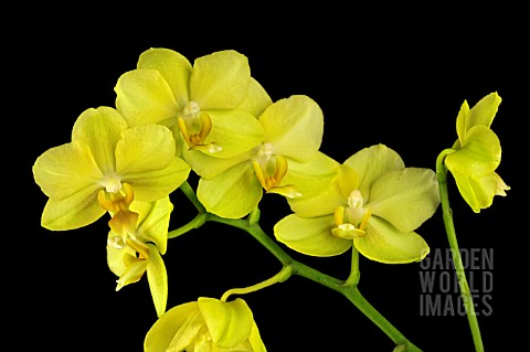 PHALAENOPSIS_ANTHURA_GOLD