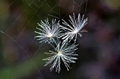 CIRSIUM SEEDHEAD