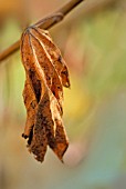 MACLEAYA CORDATA