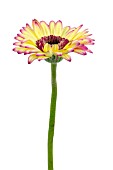 GERBERA