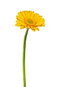 GERBERA