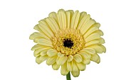 GERBERA