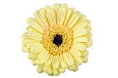 GERBERA