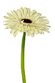 GERBERA