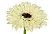 GERBERA