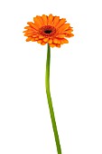 GERBERA