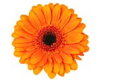 GERBERA