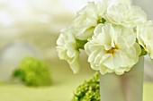 PRIMULA VULGARIS & VIBURNUM OPULUS