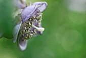 DEINANTHE CAERULEA