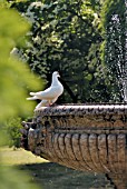 WHITE DOVE AT FOUNTAIN