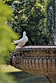 WHITE DOVE AT FOUNTAIN