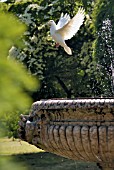 WHITE DOVE AT FOUNTAIN