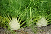 FOENICULUM VULGARE AZORICUM ORION F1