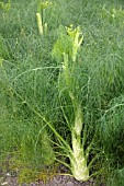 FOENICULUM VULGARE AZORICUM VICTORIO F1