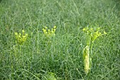 FOENICULUM VULGARE AZORICUM VICTORIO F1