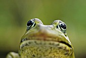 COMMON FROG