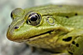 COMMON FROG