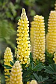 LUPINUS DENSIFLORUS YELLOW GALLERY