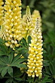 LUPINUS DENSIFLORUS YELLOW GALLERY