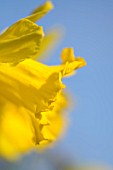 NARCISSUS LOVE STORY