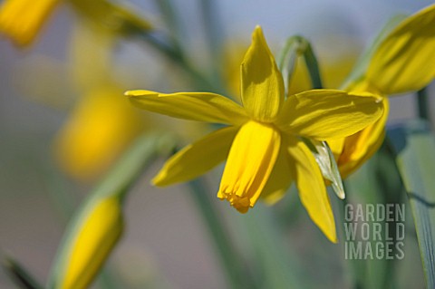 NARCISSUS_CYCLAMINEUS_MARCH_SUNSHINE
