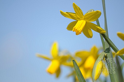 NARCISSUS_CYCLAMINEUS_MARCH_SUNSHINE
