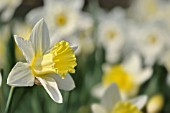 NARCISSUS MOUNT HOOD