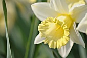 NARCISSUS MOUNT HOOD