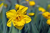 NARCISSUS PRIMEUR