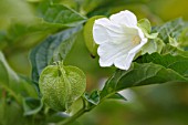 NICANDRA PHYSALODES ALBA