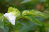 NICANDRA PHYSALODES ALBA