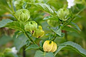 NICANDRA PHYSALODES ALBA