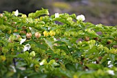 NICANDRA PHYSALODES ALBA