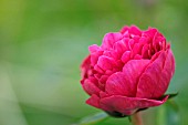 PAEONIA LACTIFLORA KANSAS