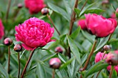 PAEONIA LACTIFLORA KANSAS