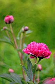 PAEONIA LACTIFLORA KANSAS